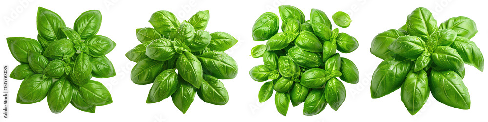 Fresh green basil leaves with water droplets isolated on transparency background, vibrant and natural herb clusters Fresh green basil leaves with water droplets isolated on transparency background, vibrant and natural herb clusters