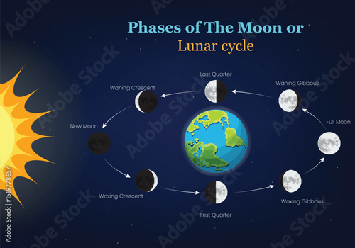 Moon Phases and Lunar Cycle Illustration with Earth and Sun