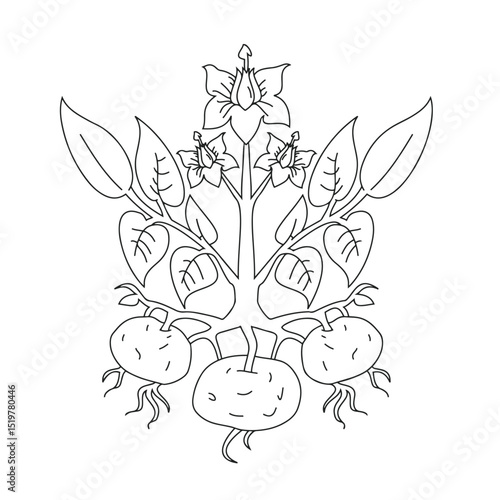 vector illustration of a potato plant. Drawing. Simple