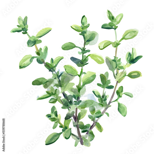 A Thyme Plant, watercolor illustration vector, high quality, isolated on a white background.
