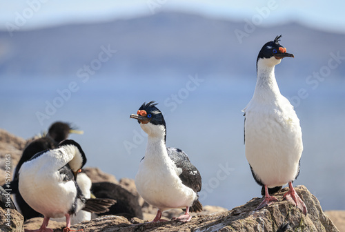 Falklands Shag (Leucocarbo atriceps albiventer), also called King Shag, Imperial Shag, and Blue-eyed Shag, Falkland Islands, South Atlantic