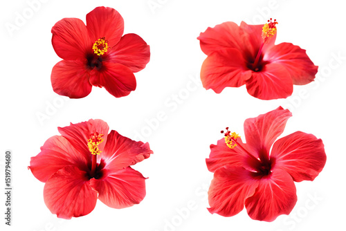 tropical red hibiscus flower isolated on white background PNG 