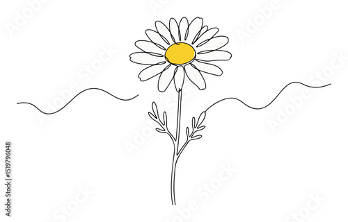 daisy flower colored line art botanical illustration minimal vector illustration