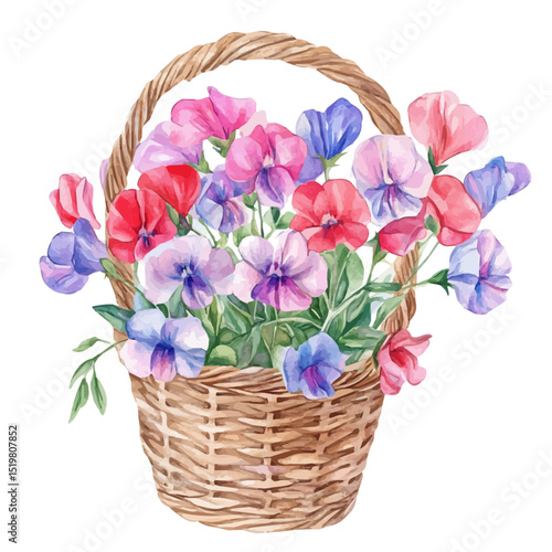 A Sweet Pea Flower Basket, watercolor clipart vector, high quality, isolated on a white background.