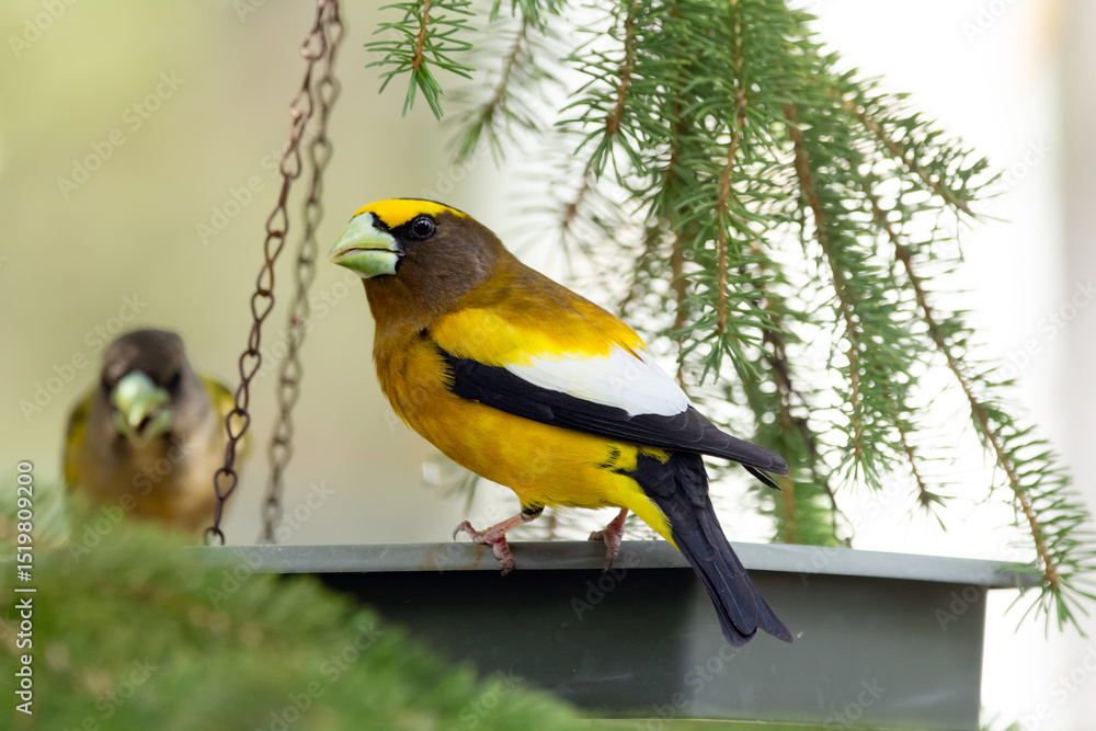 Obraz premium A vibrant male yellow Evening Grosbeak sitting in a feeder with a female bird on the spruce tree with green needles in spring backyard garden.
