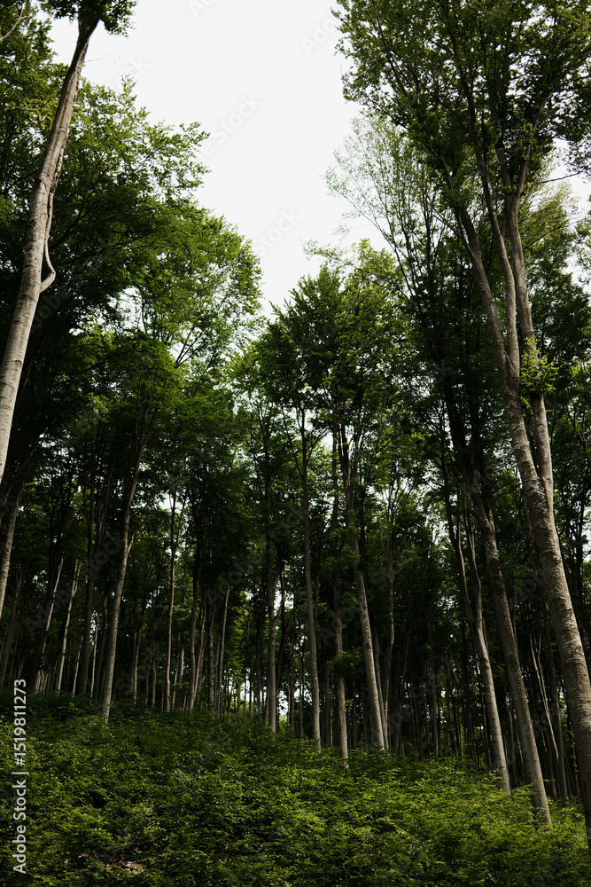 Fototapeta premium Lush green beech forest on Mount Vujan, Serbia. A tranquil, untouched woodland spring landscape with tall trees and soft undergrowth