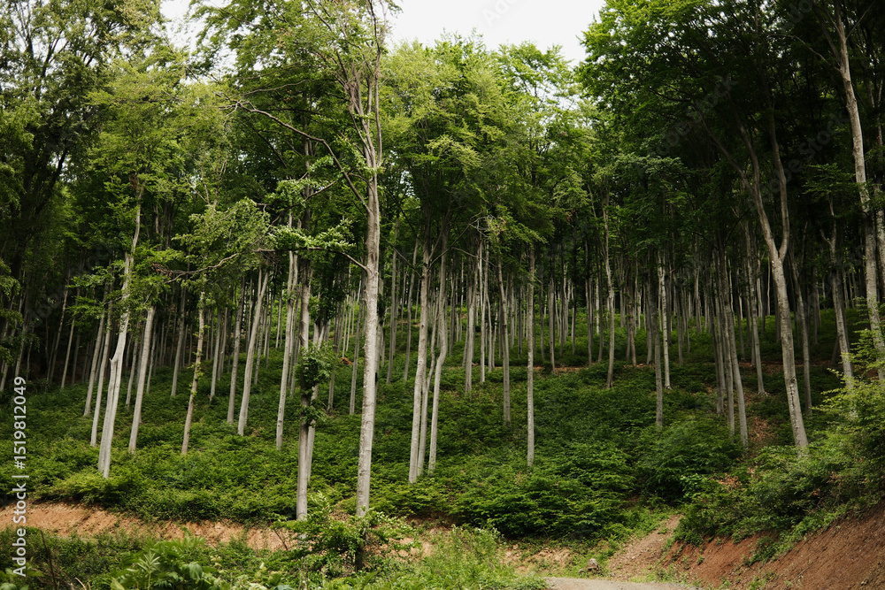 Lush green beech forest on Mount Vujan, Serbia. A tranquil, untouched woodland spring landscape with tall trees and soft undergrowth Lush green beech forest on Mount Vujan, Serbia. A tranquil, untouched woodland spring landscape with tall trees and soft undergrowth