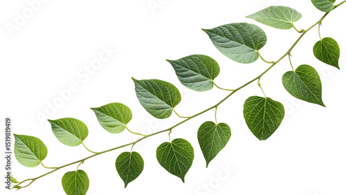 Green vine with heart-shaped leaves isolated on transparent background, showcasing intricate leaf vein patterns and vibrant foliage against a stark backdrop