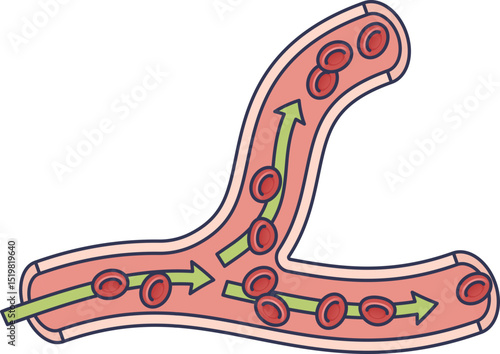 Illustration of blood flow in a branching blood vessel with red blood cells and arrows.