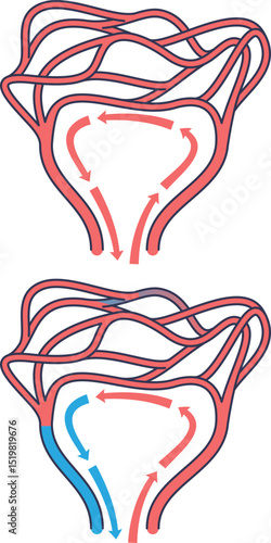 Illustration of capillary networks with red and blue arrows showing blood flow.