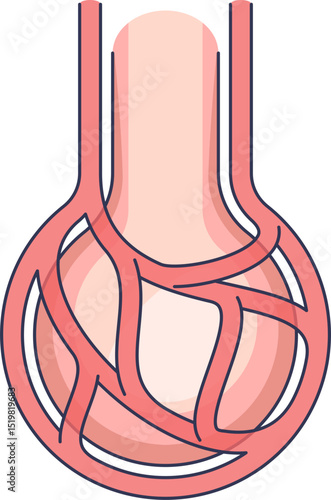 Diagram of glomerulus with encasing blood vessels showing filtration function in the nephron of the kidney.