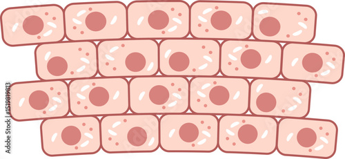 Illustration of healthy tissue cells arranged in a structured pattern.