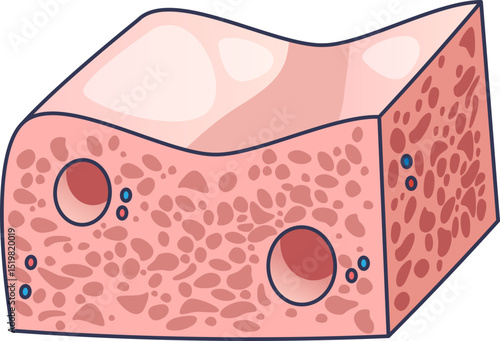 Illustration of lung tissue with alveoli and cellular structure.