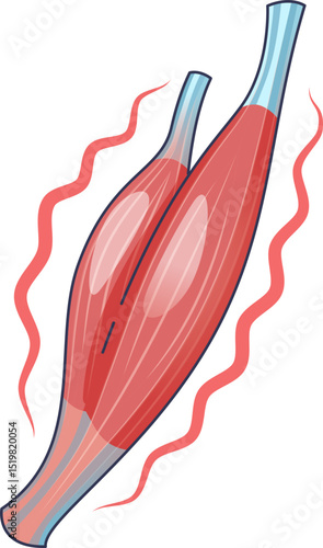 Illustration of muscle tissue with fibers and tendons, symbolizing strength and movement.