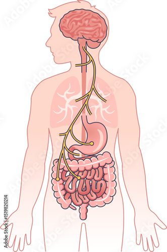 Illustration of the vagus nerve connecting the brain to the digestive system.
