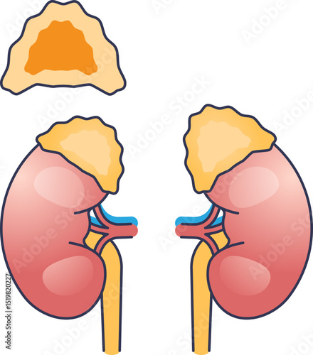 Illustration of adrenal glands atop kidneys, highlighting their anatomical position and structure.