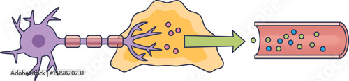 Illustration of neuron signaling to adrenal medulla, releasing hormones into bloodstream.
