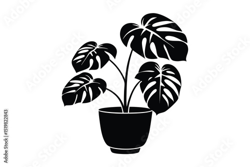 Monstera deliciosa plant in pot silhouette on white background