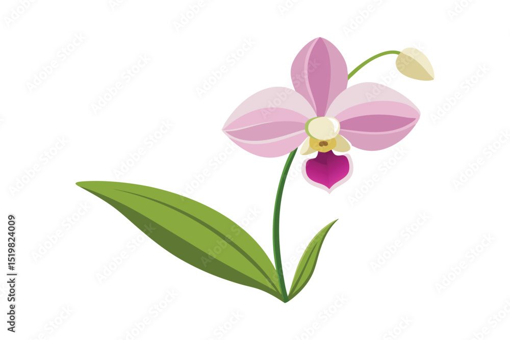 Fototapeta premium Orchid with stem and leaves on white background