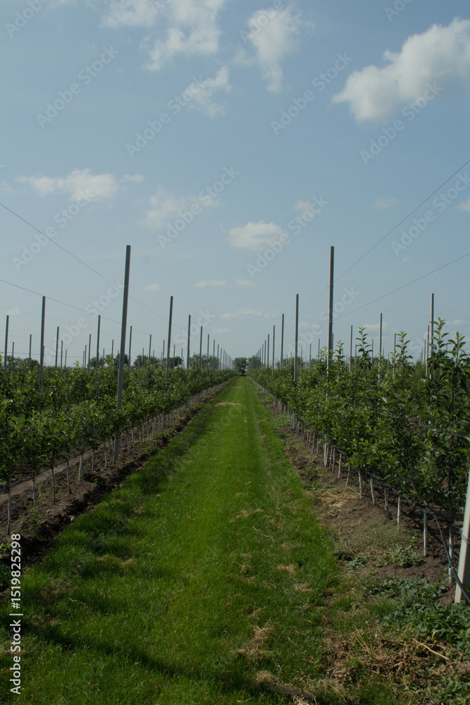 Fototapeta premium Rows of plants in a field