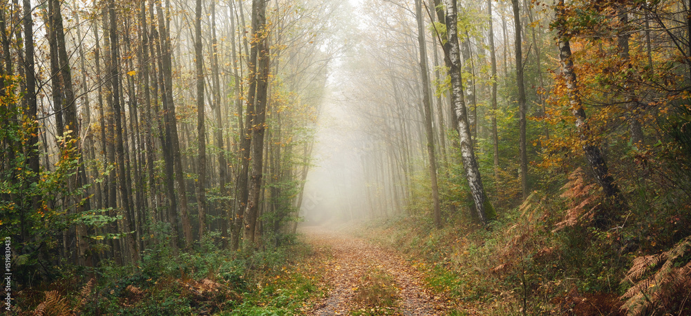 Naklejka premium Tranquil autumn panoramic scenery in a foggy forest, with soft light illuminating a hiking trail with lots of atmosphere