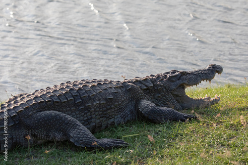 Obraz na plátně A mugger crocodile basks in the afternoon heat in Kumana national park, Sri Lanka