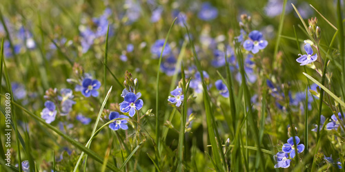 Blue flowers blooming in the meadow.  Full meadow of blooming flowers.