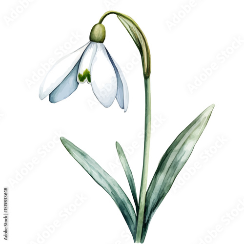 watercolor vector of A Snowdrop Stem, high quality, isolated on a white background.