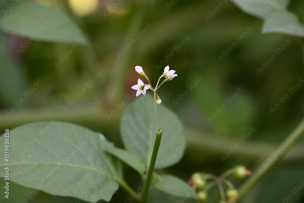 Solanum nigrum flowers. Its common names European black nightshade, simply black nightshade, blackberry nightshade and black nightshade. This is a species of flowering plant in the family Solanaceae Solanum nigrum flowers. Its common names European black nightshade, simply black nightshade, blackberry nightshade and black nightshade. This is a species of flowering plant in the family Solanaceae