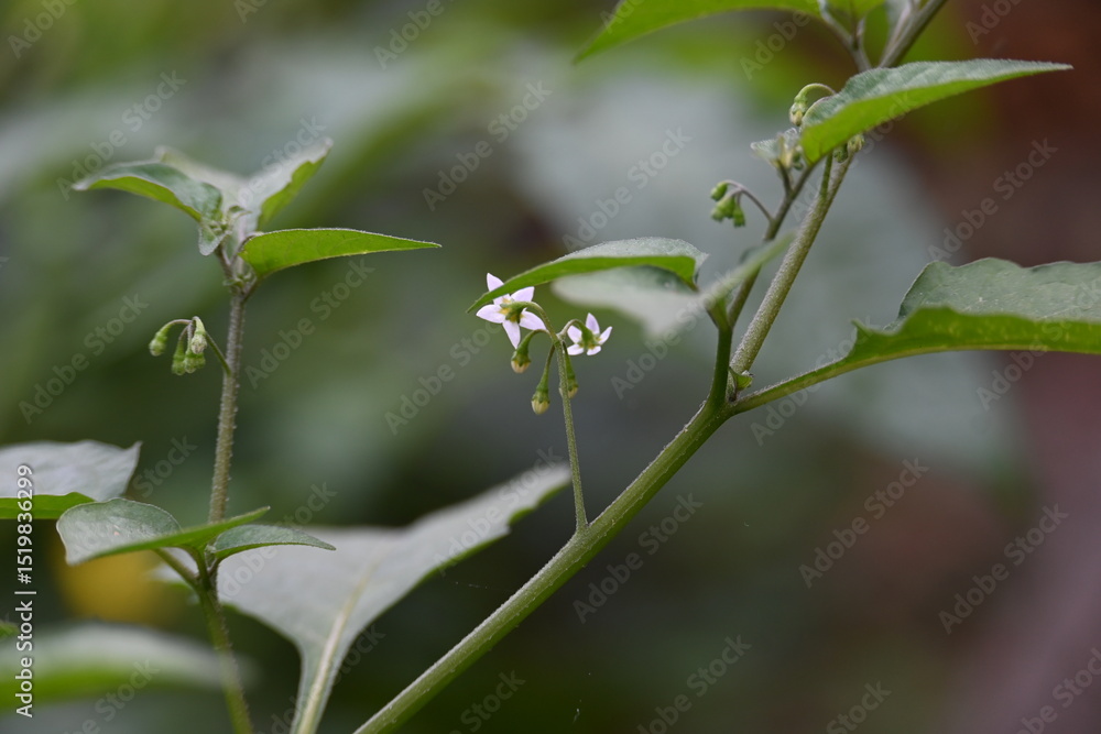 Solanum nigrum flowers. Its common names European black nightshade, simply black nightshade, blackberry nightshade and black nightshade. This is a species of flowering plant in the family Solanaceae Solanum nigrum flowers. Its common names European black nightshade, simply black nightshade, blackberry nightshade and black nightshade. This is a species of flowering plant in the family Solanaceae