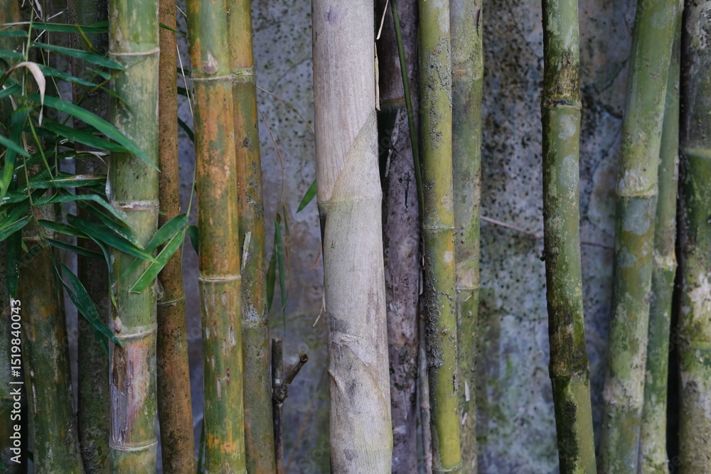 Young Bamboo Stems in Front of a Wall Young Bamboo Stems in Front of a Wall