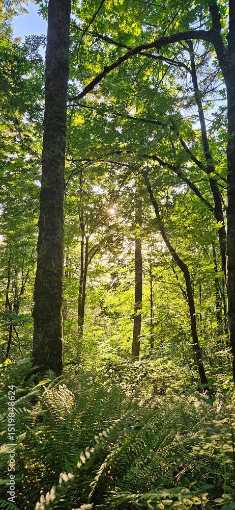 Fototapeta premium Trees in the Forrest