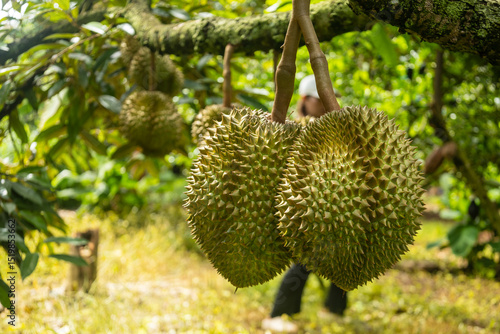 Close-Up of Fresh Durians Hanging on Tree in Orchard During Harvest Season in a Tropical Environment