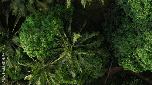 A stunning Aerial View showcasing a Lush Tropical Forest filled with Palm Trees