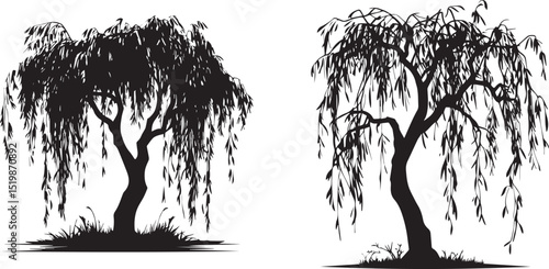 Willow tree silhouette tree with black leaves