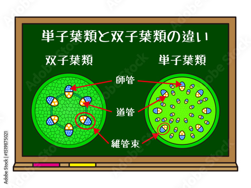 黒板と単子葉類と双子葉類の図解イラスト素材
