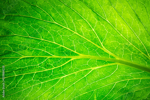 Close-up macro green vegetable leaf texture,Macro photo of green lettuce leaf texture with light shine through. Abstract natural background of plant with symmetrical veins and a mesh pattern. Selectiv