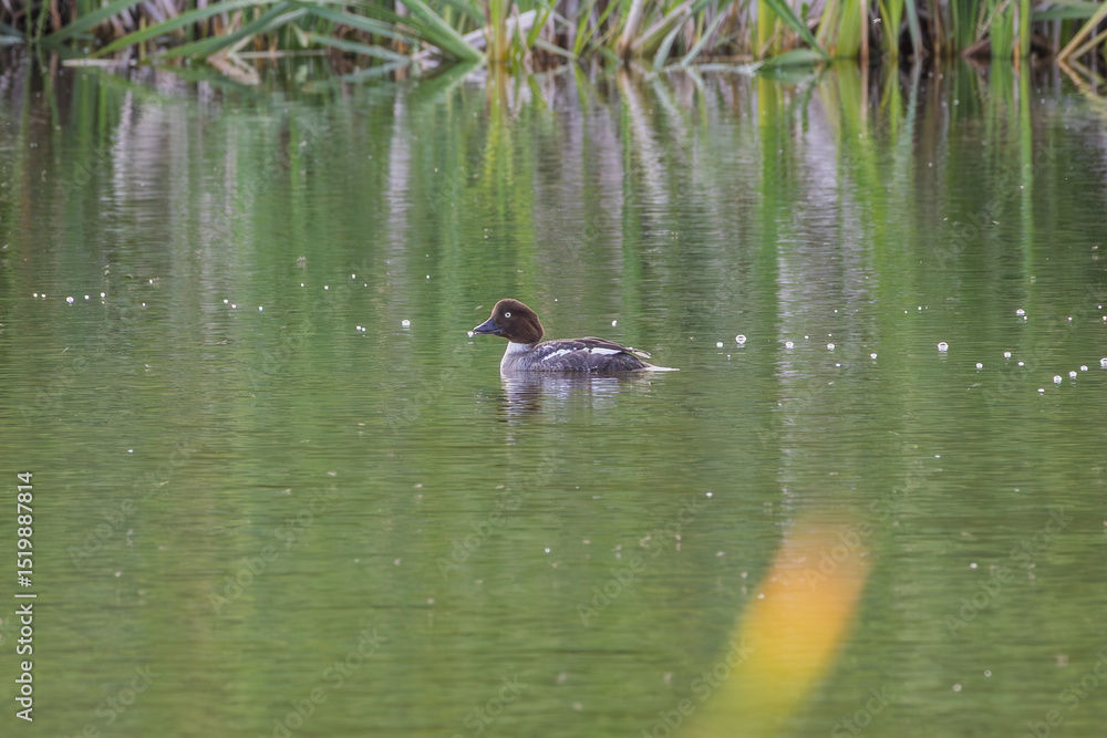 Common goldeneye Common goldeneye