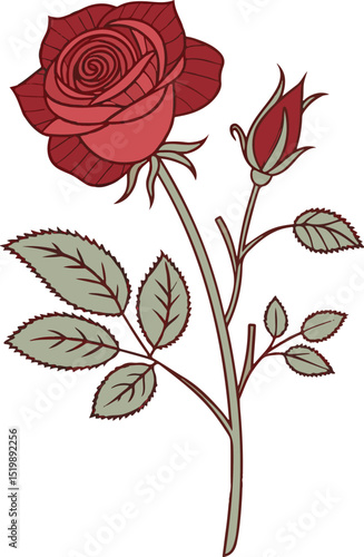 Beautiful blooming roses arranged naturally for love-themed illustrations, cards, and nature graphics.