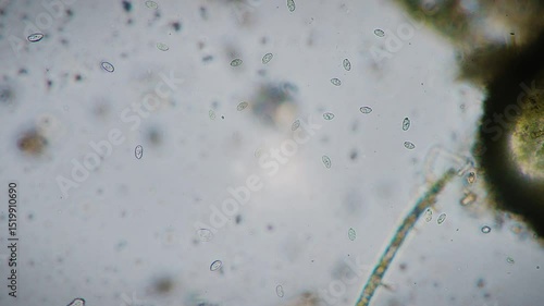 The amazing world of microbiology. Different bacteria, microbes and single-celled microorganisms are visible through a microscope. High-quality video.	
