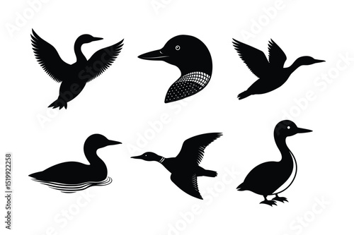 Loon silhouette  vector illustration, Set of  Loon silhouette