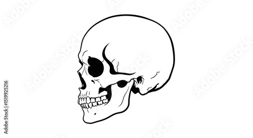 Detailed Side Profile of Human Skull Anatomical Features Isolated on White Background
