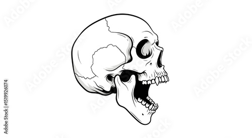Detailed Skull Illustration Featuring Intricate Bone Structure Isolated On White Background