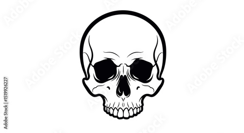 Detailed Human Skull Illustration with Pronounced Features and Hollow Eye Sockets