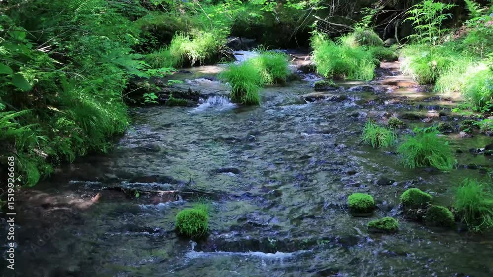 緑の植物の葉が生えた中を流れるきれいな川の水 緑の植物の葉が生えた中を流れるきれいな川の水