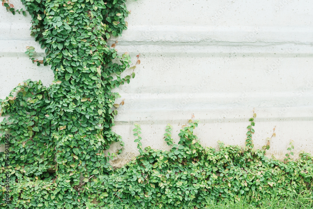 Fototapeta premium Green climbers growing on mottled walls