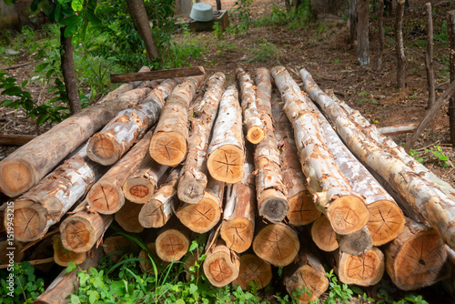 Fotografie trozas de madera listas para entrar en proceso de corte y hacerlos maderables