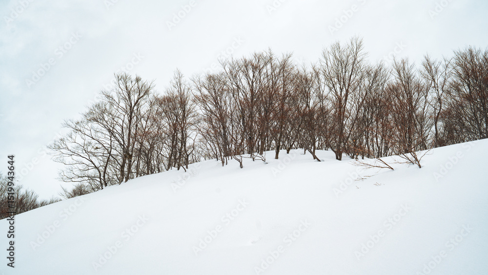Obraz premium Bare trees standing quietly in deep white snow at Ishiuchi Maruyama, Japan. A minimal and poetic winter landscape that conveys solitude, calm, and the gentle silence of nature in cold season.