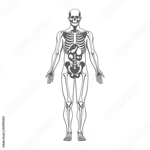 Greyscale human body anatomy vector silhouette illustration Anatomical diagram showing skeleton and internal organs for medical science education