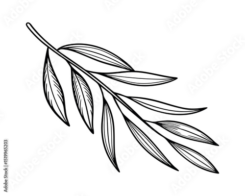 Elegant Hand Drawn Branch with Long Leaves Illustration